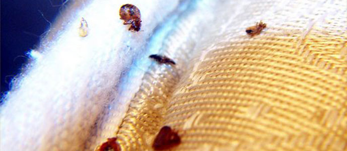 Honolulu Bedbug Control Image