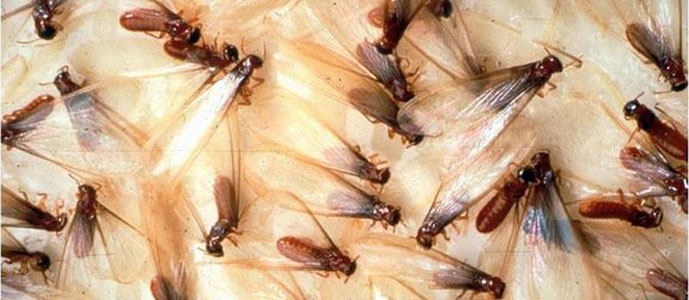 Termite Control in Honolulu and Kailua