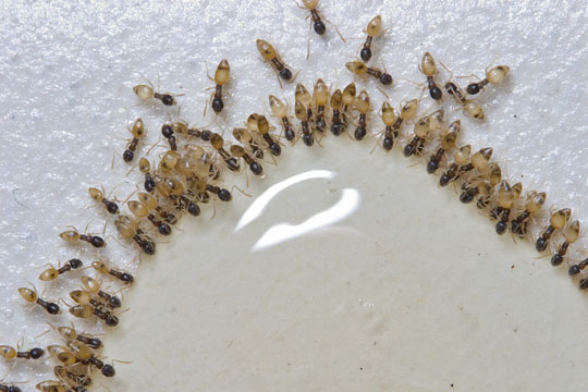 Ant Identification: 10 Common Types of Ants