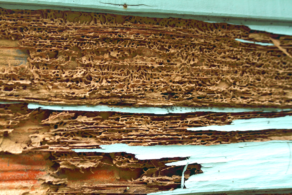 Termite Home Damage
