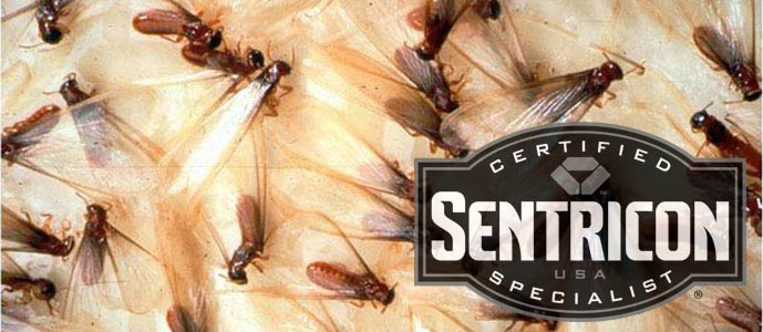 Honolulu Termite Control Image