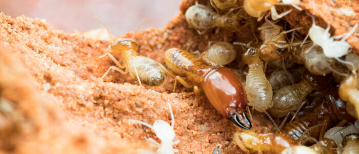 Honolulu Termite Control Image
