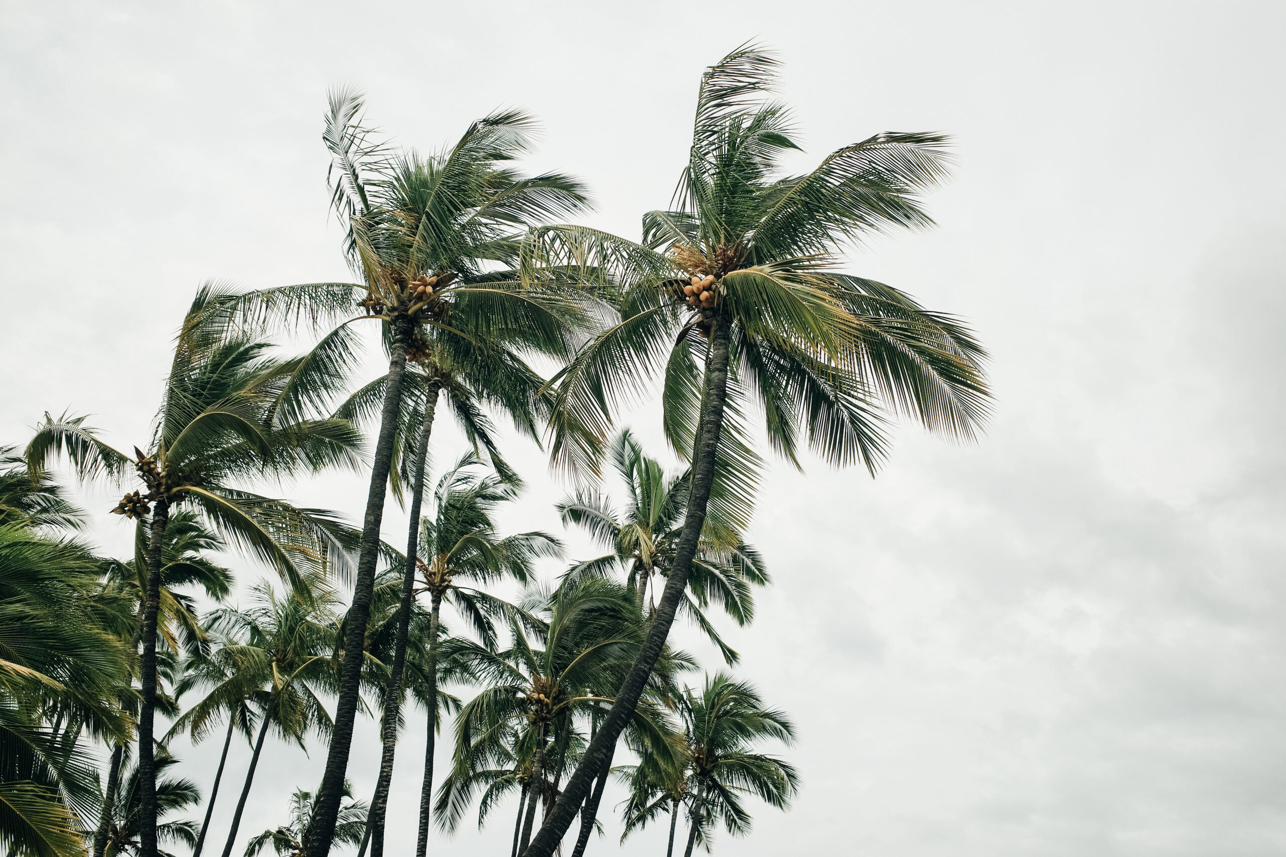 Protected Coconut Trees Hawaii